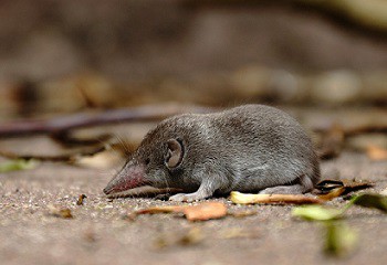 Muizen bestrijden spitsmuis